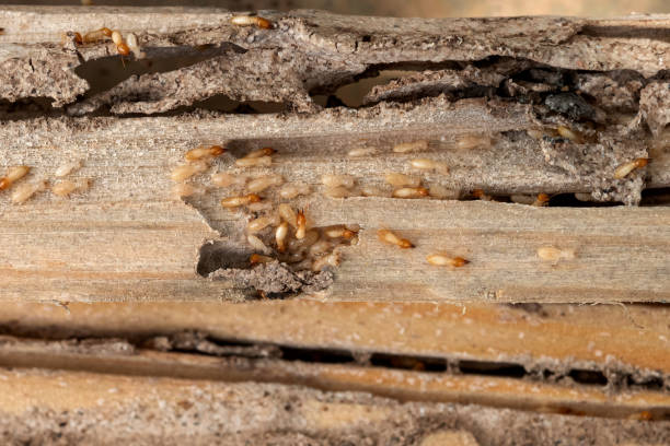 Best Affordable Pest Control Services  in Yaeyville, NC